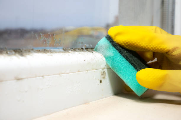 Best Attic Mold Removal  in Wallace, ID